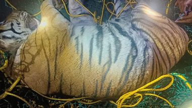 Karnataka: Tiger That Killed 50-Year-Old Woman, Captured in Hediyala; Shifted to Koorgalli Rehabilitation Centre