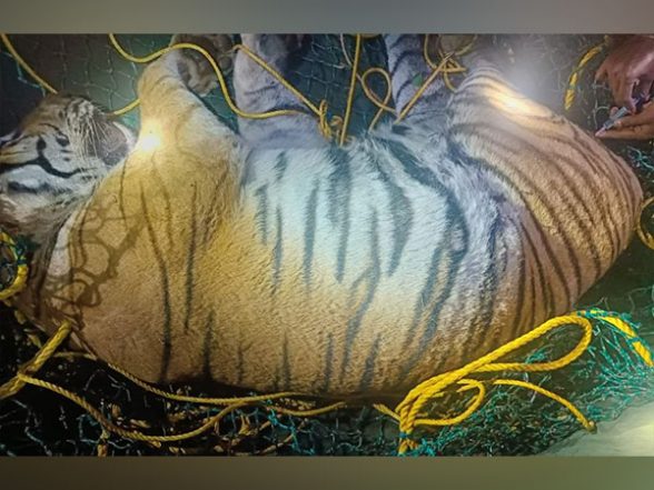 Karnataka: Tiger That Killed 50-Year-Old Woman, Captured in Hediyala; Shifted to Koorgalli Rehabilitation Centre - Vimarsana News