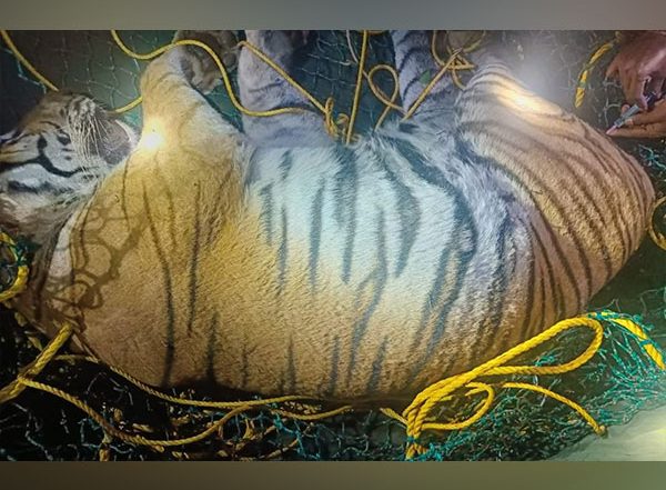 Karnataka: Tiger That Killed 50-Year-Old Woman, Captured in Hediyala; Shifted to Koorgalli Rehabilitation Centre