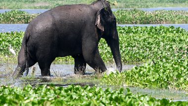 World News | Malaysia: Enraged Wild Elephants Tramples Car on Highway After Collision with Calf