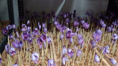 India News | Far from Kashmir, Expensive Saffron Blooms in Chhattisgarh's Raipur