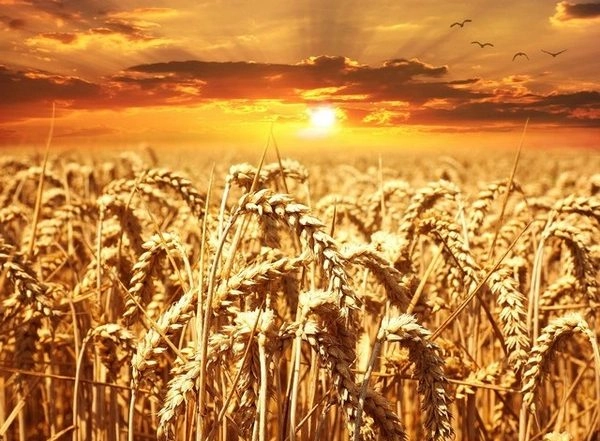 Business News | Cabinet Approves Garib Kalyan Food Grain Programme for Another 5 Years
