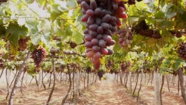 India News | Start-ups Foraying to Bring Another Revolution in India's Agriculture Sector