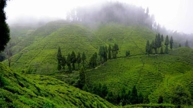 Business News | Goodricke Group Limited's Darjeeling Gardens Achieve Remarkable Carbon Sequestration Milestone