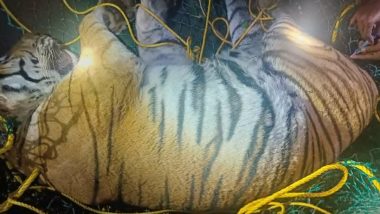 Tiger Attack in Karnataka: Big Cat Responsible for Woman's Death Successfully Captured in Hediyala Range of Bandipur Tiger Reserve (See Pic)
