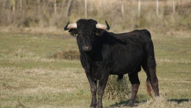 Bull Attack in Uttar Pradesh: 87-Year-Old Man Dies After Attacked by Bull in Ballia