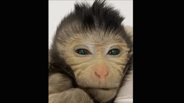 Chinese Scientists Show First Live Birth of a Chimeric Monkey Using Stem Cells
