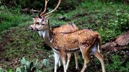 Tamil Nadu Road Accident: Spotted Deer Hit by Car at Anaikatti in Coimbatore, Dies; Driver Fined Rs 5,000