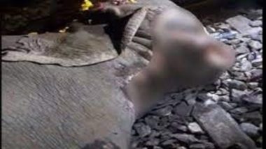 Assam: Wild Elephant Dies After Being Hit by Passenger Train in Biswanath District