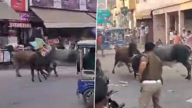 Uttar Pradesh: Two Bulls Fight in Middle of Market in Muzaffarnagar, Leave People Injured; Video Goes Viral