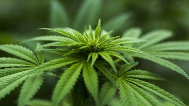 Ukraine's Parliament Votes to Legalise Medical Marijuana