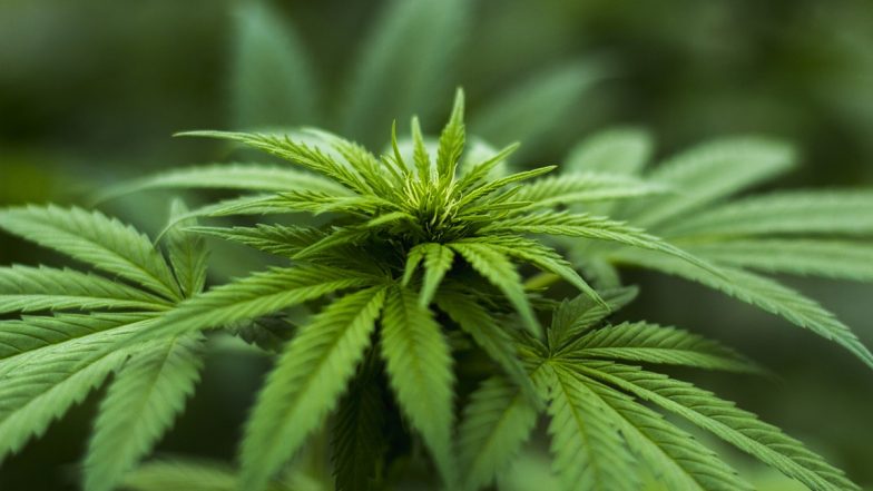 Ukraine's Parliament Votes to Legalise Medical Marijuana