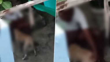 Dog Raped in Lucknow: Man Caught on Camera Sexually Assaulting Dog, NGO Demands Action as Disturbing Video Surfaces