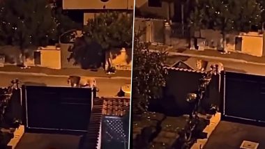 Lion Takes Stroll on Streets of Ladispoli in Italy After Escaping From Circus, Gets Captured Later; Videos of Wild Animal Wandering in Residential Areas Go Viral
