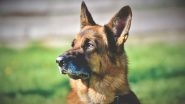 Dog Attack in UK: Toddler Suffers Multiple Skull Fractures, Bleeding in Brain After German Shepherd Mauls Her in Bradford