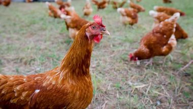 Bird Flu in Germany: H5 N1 Outbreak Reported on Poultry Farm in Northern Part of Country