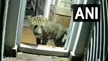 Tamil Nadu: Fearing Diwali Firecrackers, Leopard Takes Shelter Inside House in Coonoor for 15 Hours (Watch Video)