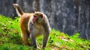 Monkey Attack in Karnataka: 60-Year-Old Man Killed by Group of Monkeys During Morning Walk in Davangere