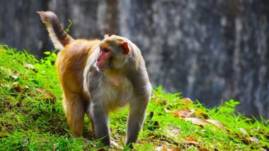 What Is 'B Virus', Deadly Herpes Infection Spread by Macaque Monkeys Keeping Hong Kong Authorities on Toes?
