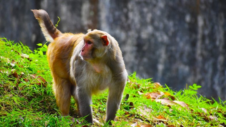 ‘Alexa, Play Sound of a Dog’: UP Girl Asks Alexa to Bark to Save Herself, Toddler From Monkey Attack in Basti (Watch Video)