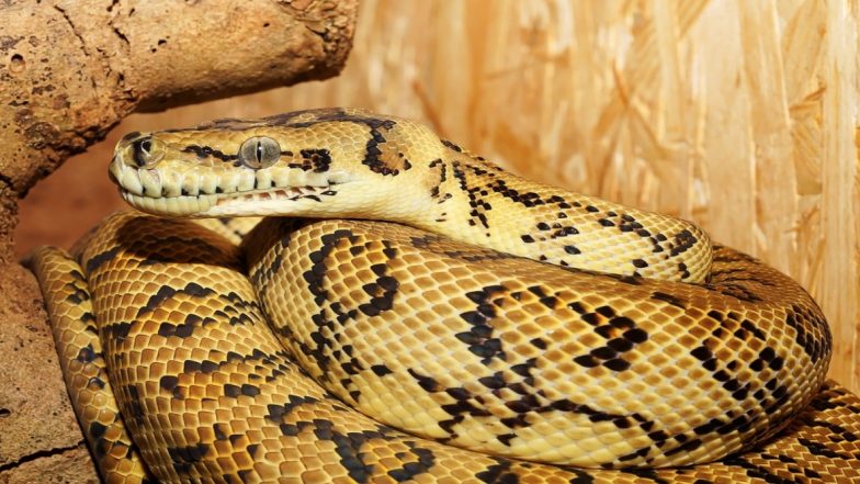 Python Rescued in Assam: Forest Officials, SSB Rescue Giant Snake Weighing 100 Kg in Udalguri District, Release It in Barnadi Forest Area