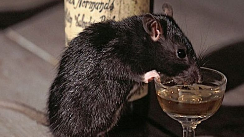 Rat ‘Arrested’ in Madhya Pradesh: Police Arrests Rat for Drinking 60 Bottles of Seized Liquor at Police Station
