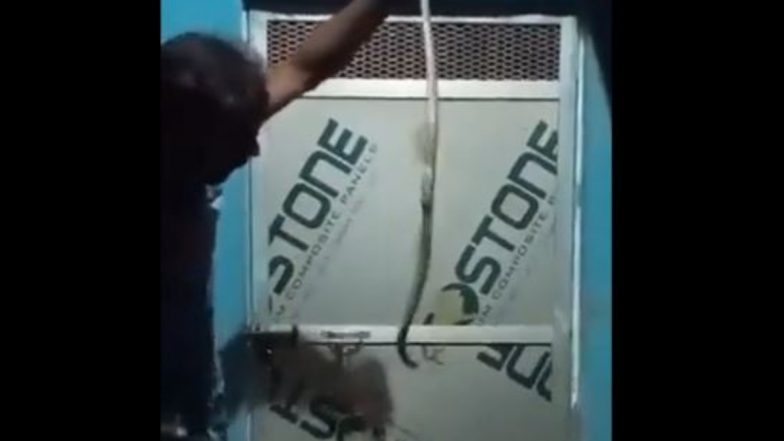 Snake Bites Drunk Man in Uttar Pradesh: 22-Year-Old Dies in Deoria After Being Bitten by Snake While Making Video