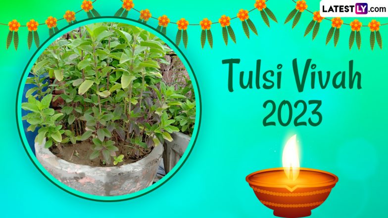 Tulsi Vivah 2023 Date And Time In India: Know Tulasi Kalyanam Shubh ...