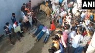 Blessings Amid Joy in Madhya Pradesh: Cows Run Over Devotees as Part of Unique Diwali Tradition in Ujjain District (Watch Video)
