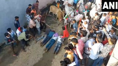 Blessings Amid Joy in Madhya Pradesh: Cows Run Over Devotees as Part of Unique Diwali Tradition in Ujjain District (Watch Video)