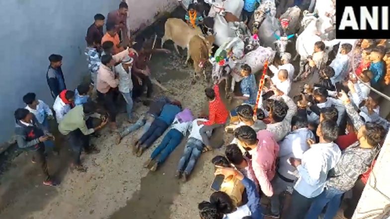 Blessings Amid Joy in Madhya Pradesh: Cows Run Over Devotees as Part of Unique Diwali Tradition in Ujjain District (Watch Video)