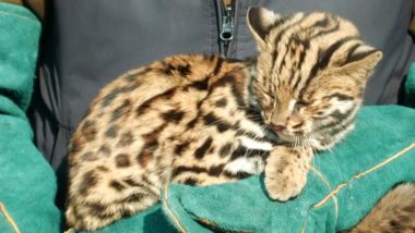 Leopard Cub Rescued By Wild Life Department in Jammu and Kashmir's Udhampur (Watch Video)