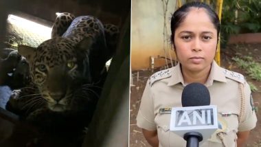 Maharashtra: Leopardess Rescued by Forest Department Gives Birth to Four Cubs in Nashik (Watch Videos)