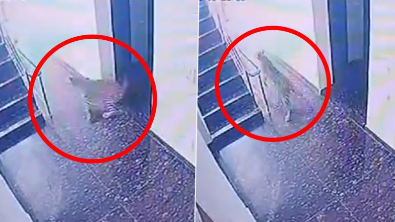 Leopard in Rajasthan: Big Cat Enters Girls’ Hostel in Udaipur, Video Surfaces