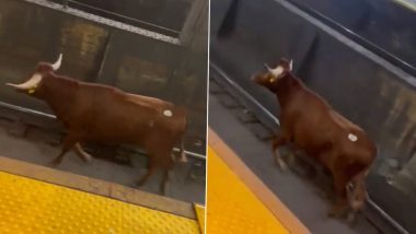 Bull Spotted Running on Tracks Near Newark-Penn Station in US, Services Delayed (Watch Video)