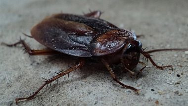 Japan: Man Ends Up Destroying Apartment Trying to Kill Single Cockroach Using Insecticide in Kumamoto