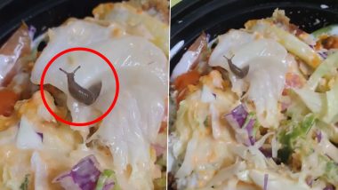 Bengaluru Man Finds Live Snail in Salad Ordered Via Food Delivery App Swiggy, Company Responds After Video Goes Viral