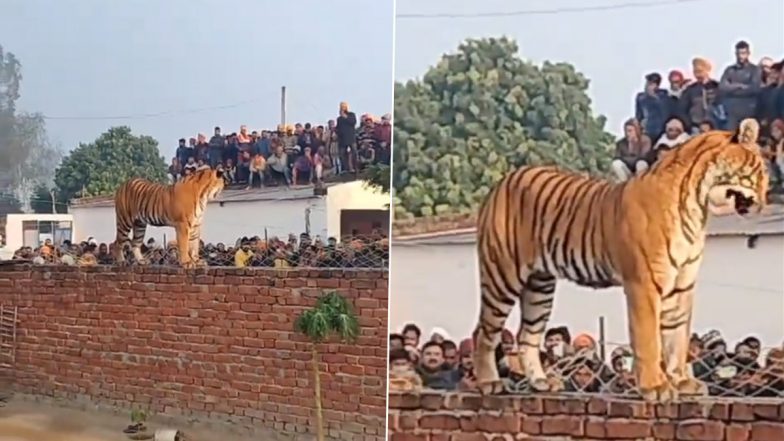 Tiger Spotted Standing on Wall in UP Video: Big Cat Barges Inside House, Attracts Hundreds of Onlookers in Pilibhit