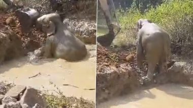 Elephant Rescue Video: Male Jumbo Rescued from Ditch Using JCB by Sundargarh Forest Department in Odisha; IFS Officer Shares Viral Clip