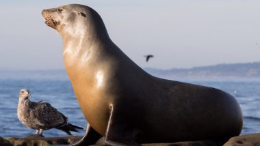 Bird Flu Outbreak in Brazil: Avian Influenza Kills Nearly 1,000 Seals and Sea Lions in Rio Grande do Sul