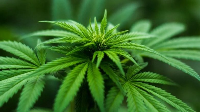 Online Drugs Order in Mumbai: Two Import 214 Grams of Marijuana From US via Courier Service, Arrested After Customs Set Up Delivery Trap