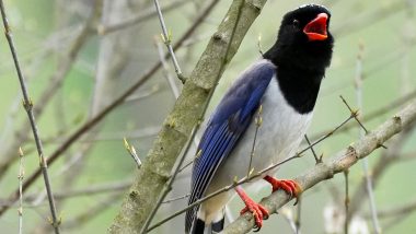 Magpie Swooping Season in Australia: Woman Blinded in One Eye, Another Pecked in Eyeball as Birds Divebomb From Sky During Breeding Season