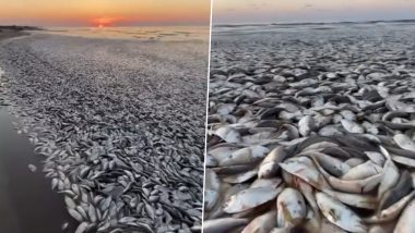 Goa: In Rare Event, Thousands of Sardine Fish Surface at Keri-Terekhol Beach; Video Surfaces