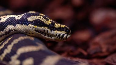 Australia: Carpet Python Drops From Rooftop During The Strategy Group's Podcast Interview (Watch Video)