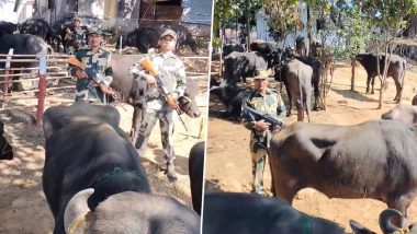 Meghalaya: BSF Thwarts Cattle Smuggling Attempt Along International Border (Watch Video)