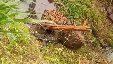 Leopard Rescued in Wayanad: Forest Officials Save Big Cat in Critical State (Watch Video)