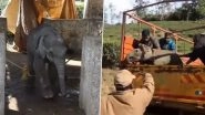 New Year's Eve Special: Baby Elephant Reunited With Mother in Anamalai Tiger Reserve in Tamil Nadu&rsquo;s Coimbatore; Heartwarming Video Surfaces