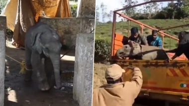 New Year's Eve Special: Baby Elephant Reunited With Mother in Anamalai Tiger Reserve in Tamil Nadu’s Coimbatore; Heartwarming Video Surfaces