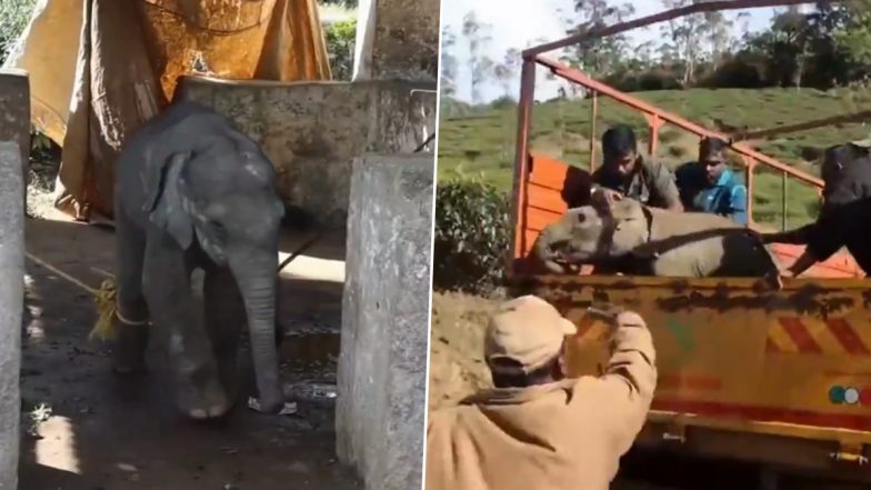 New Year's Eve Special: Baby Elephant Reunited With Mother in Anamalai Tiger Reserve in Tamil Nadu’s Coimbatore; Heartwarming Video Surfaces