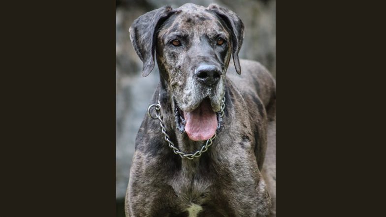 Dog Attack in US: Six-Year-Old Boy Mauled To Death By Family Friend's Two Dane-Mastiff Dogs in Portland